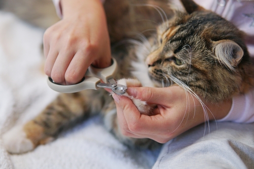 Cat Nail Trimming Services