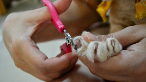Cat Nail Trimming in Newbury Township, OH