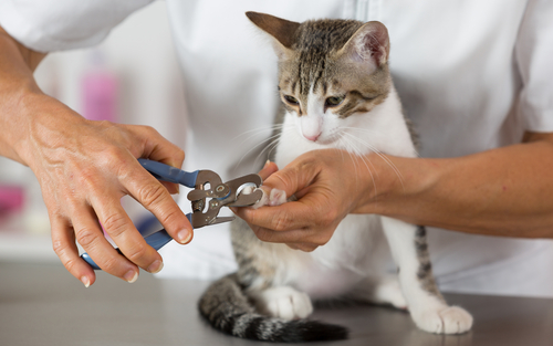 Cat Nail Trimming in Newbury Township, OH